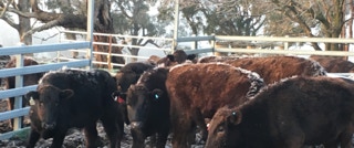 Samaria Valley Wagyu Winter Wagyu