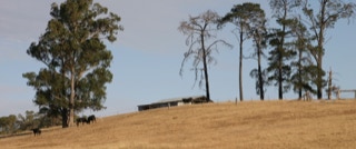 Samaria Valley Wagyu Hayshead Summer