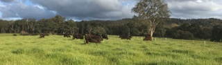 Samaria valley wagyu enjoying the native feed over the back